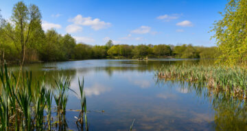 A tree-lined lake and reeds