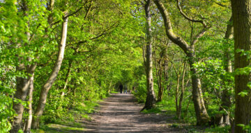 A tree-lined pathway in a forest