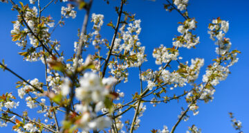 Blossom on a tree in spring