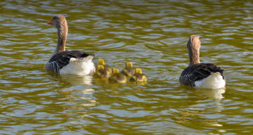 A family of geese on a lake