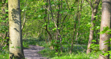 A trail through a forest