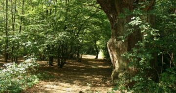 Danbury country park woods and path