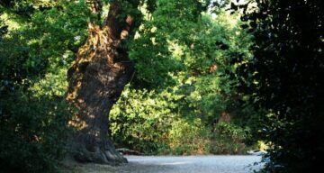 Danbury country park path and trees