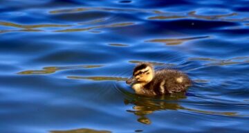 Duckling