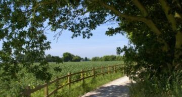 Flitch Way trail and trees