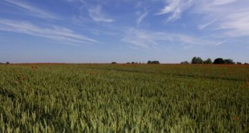 Flitch Way crop field