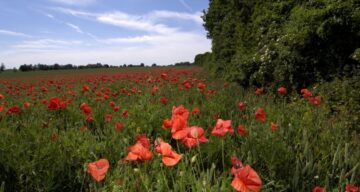 Flitch Way poppies in bloom