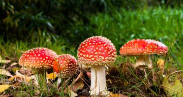 Fly agaric