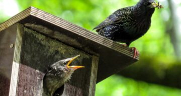 Garten gg bird 759955