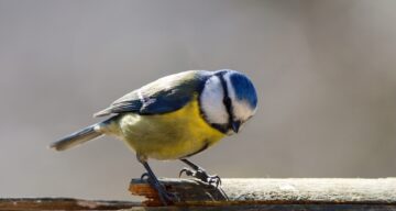 Garten gg blue tit 7347347