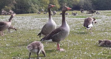 Geese and goslings june21 2