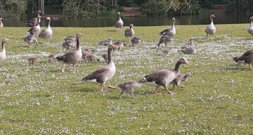Geese and goslings june21