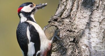 Great spotted woodpecker 7167422