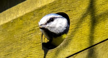 Kathy buscher blue tit 2392215