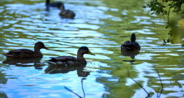 Lo res EE Notley 25 0152