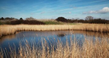 A marsh surrounded by long grass