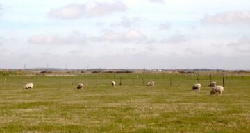 A field of grazing sheep on a cloudy day