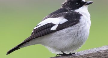 Pied flycatcher