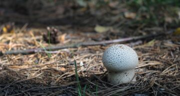 Puffball