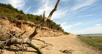 Driftwood on a beach during the day