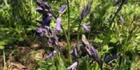 Bluebells7