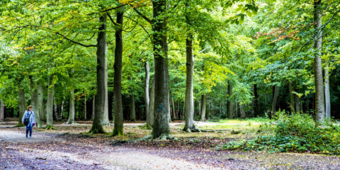 A forest path