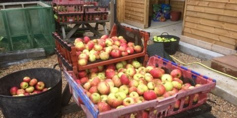 Apple harvest 22
