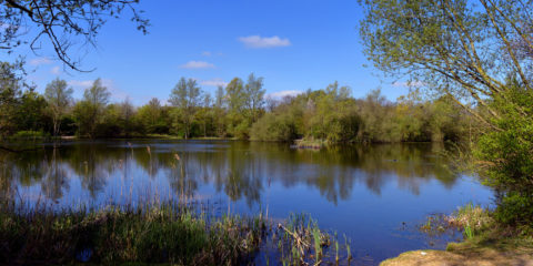 A lake surrounded by trees