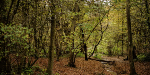 Danbury country park