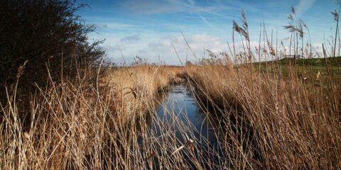 A marsh area surrounded by trees