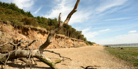 Driftwood on a beach during the day