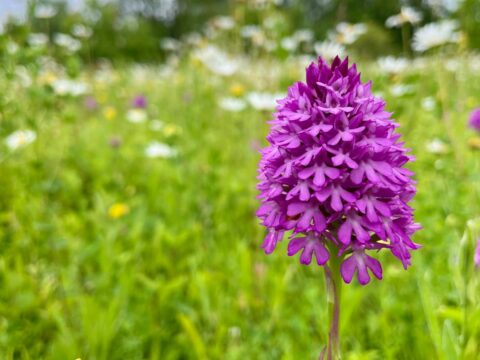 07f1f50b 07d5 415e 9db4 1cc9fab8651a