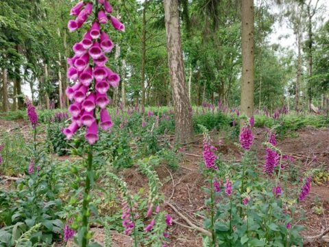 Close up of foxgloves in opened up area at Weald May 26