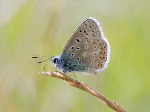 Common Blue Buttefly Sidelit 6x4 Meadow ET SW497 1
