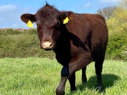Cow close up hadleigh spring 23