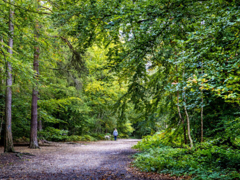 People walking along a woodland path