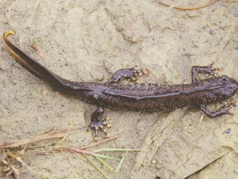 Great Crested Newt Natural England