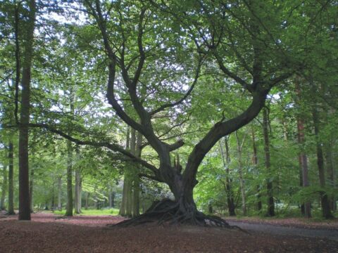 Hornbeam at Thorndon North