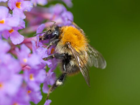 Joe Carder Bee July 25