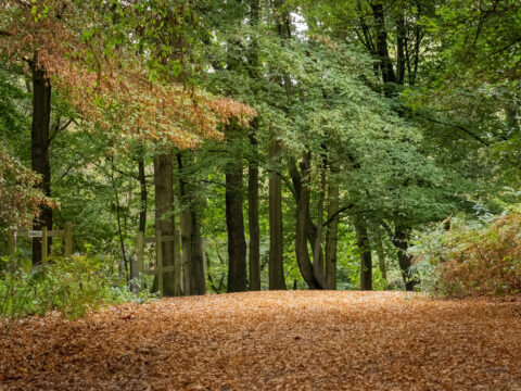 A Path Less Travelled