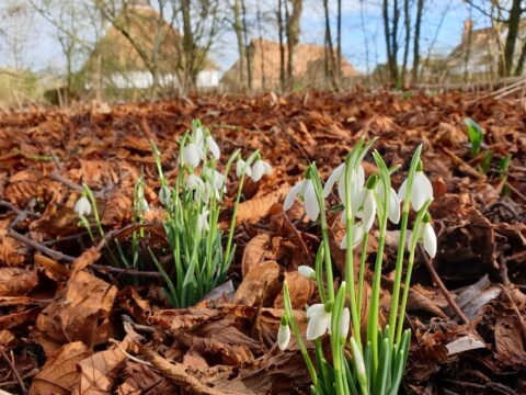 Snowdrops Cressing