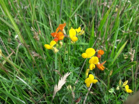 TH Birdsfoot Trefoil 20190702