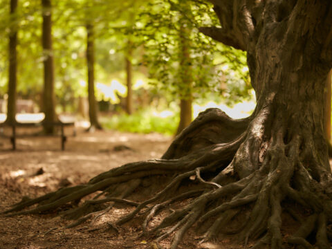 Thorndon Tree