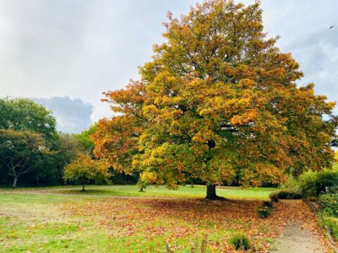 Tree in autumn splendour