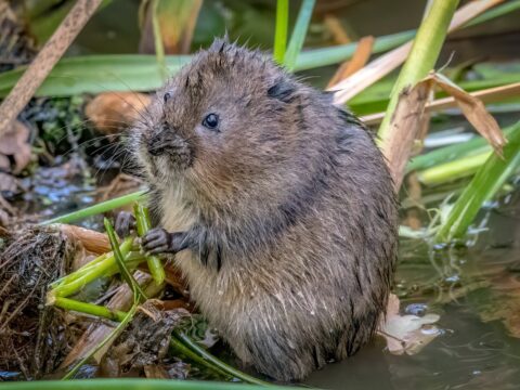 Water vole