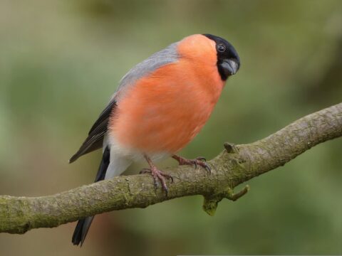 Bird 757222