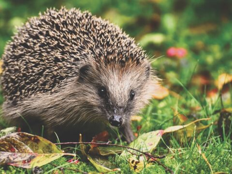 Hedgehog 3703244