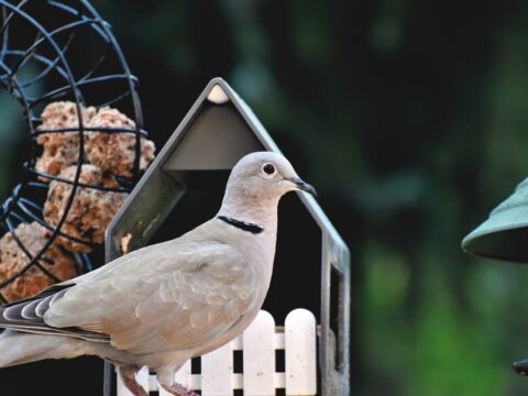 Ring dove 5863070