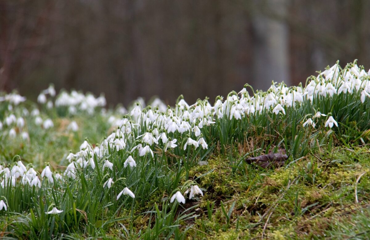 Nick fewings snowdrops unsplash low