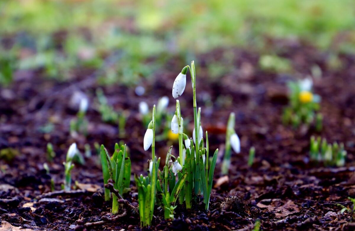 Snowdrop